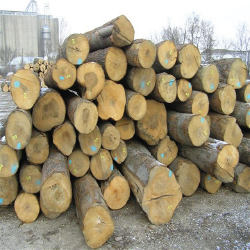Soft Maple Logs 2